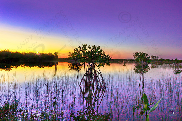 Big  Cypress