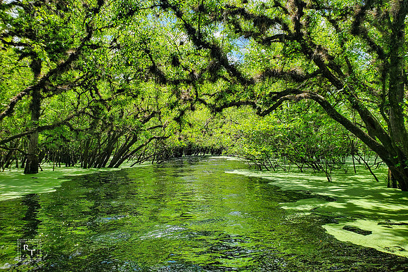 Otter Springs - Suwannee River