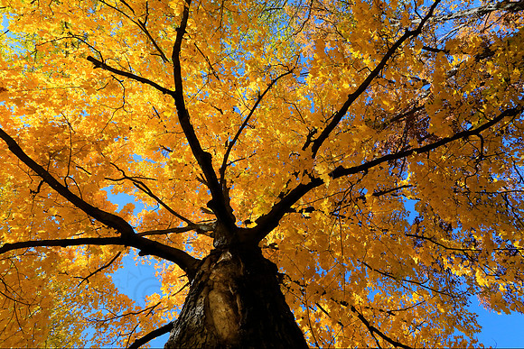 Minnesota