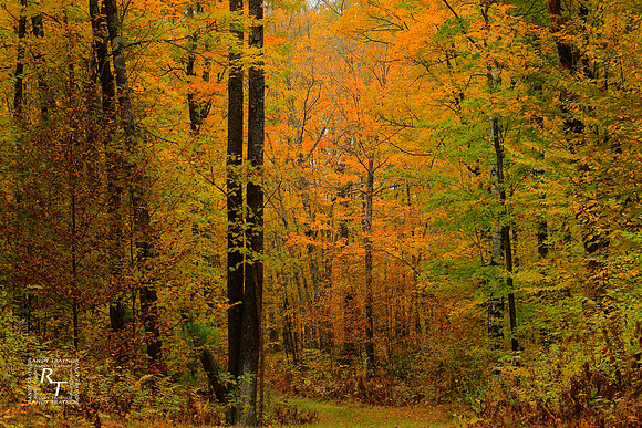 Fall - Minnesota