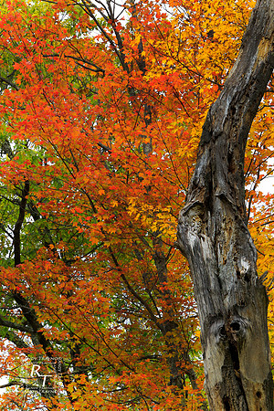 Fall - Minnesota
