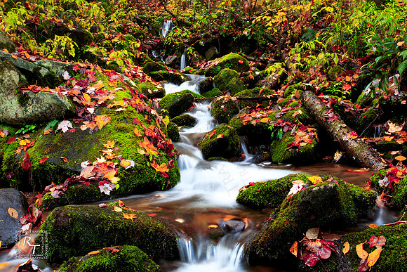 Smoky Mountain NP