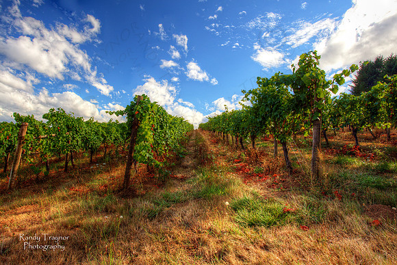 Oregon Wine Country