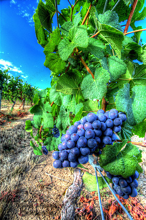 King Estate Vineyards, Oregon