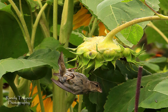 Sunflower Bird