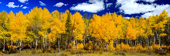 RMNP -  *Contact for price