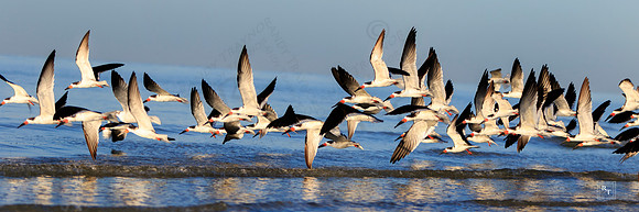 Skimmers in Flight - *Contact for price