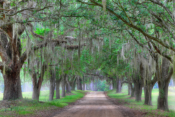 Canopy Road, Tallahassee, FL