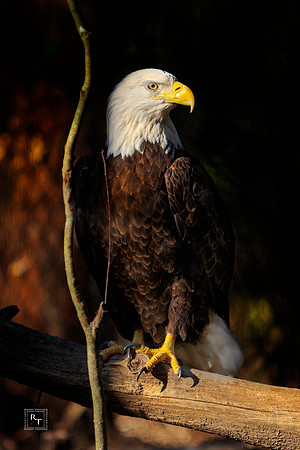American Bald Eagle