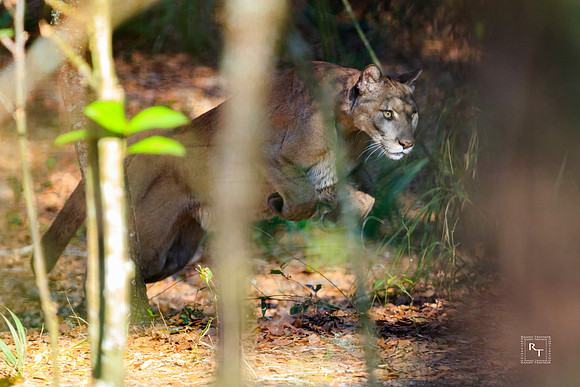 Florida Panther