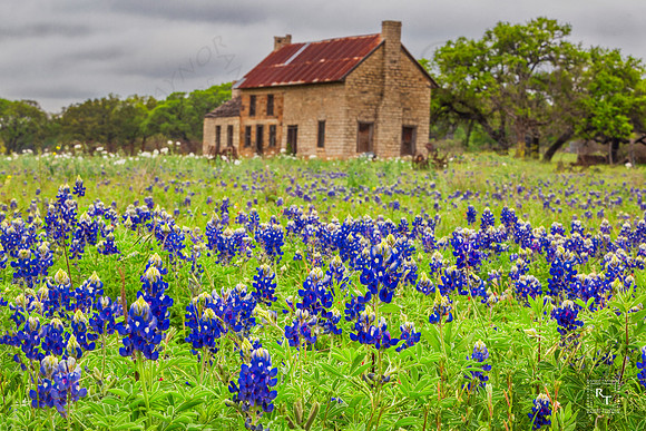 Texas Bluebonnets