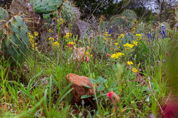 Wildflowers - Texas