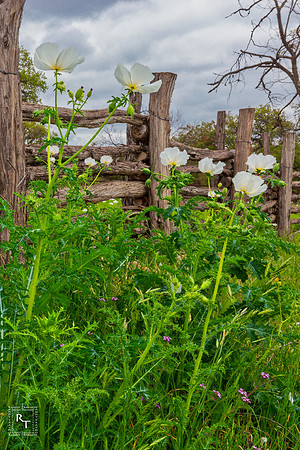 Wild Poppies- Texas