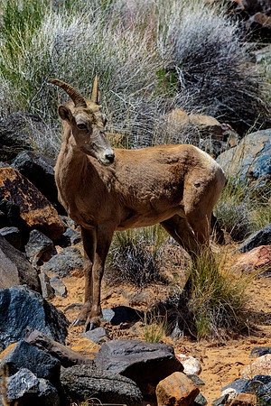 Mountain Goat - Grand Canyon