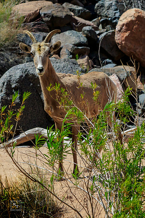 Mountain Goat - Grand Canon NP
