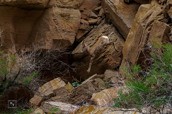 Mountain Goat - Grand Canyon NP