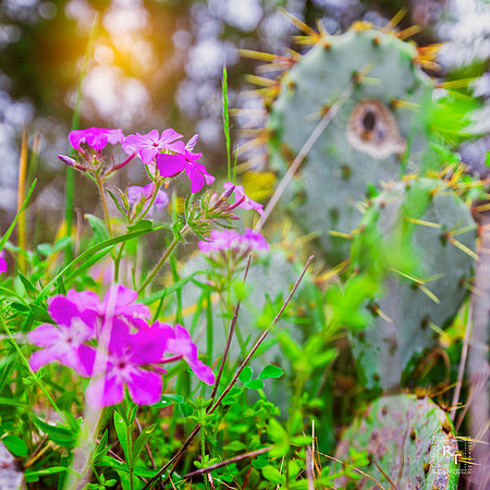 Wildflowers - Texas