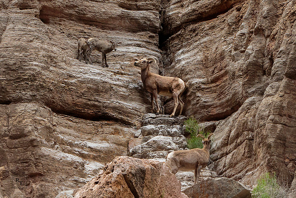 Mountain Goat and Babies - Grand Canyon NP