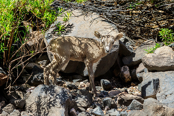Baby Mountain Goat - Momma was just around the corner