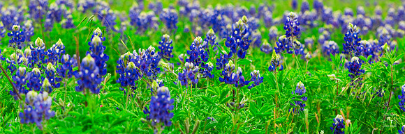Texas Bluebonnets  *Contact for price