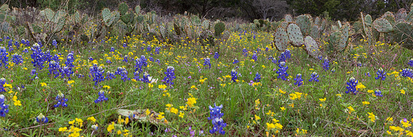 Wildflowers - Texas  *Contact for price