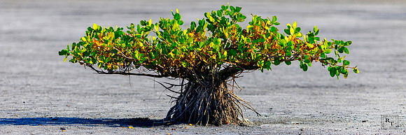 Everglades - Dry Season Call for price