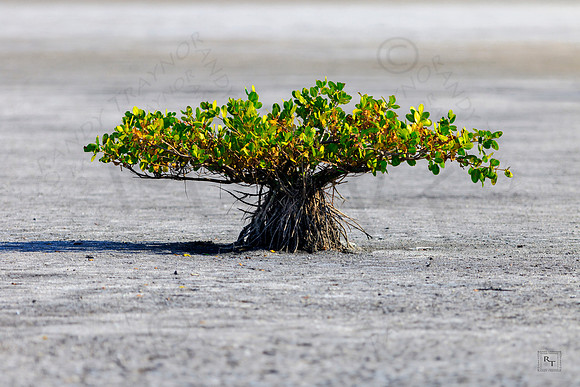 Mangrove in the dry season
