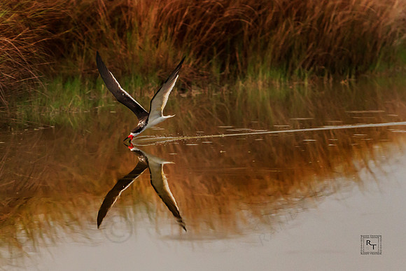 Skimmer