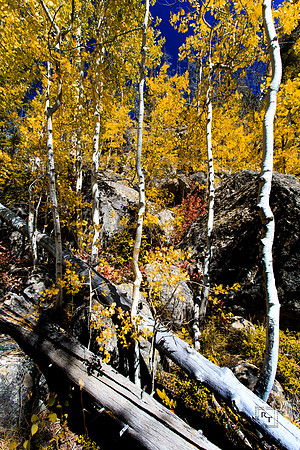 North Inlet Trail - RMNP