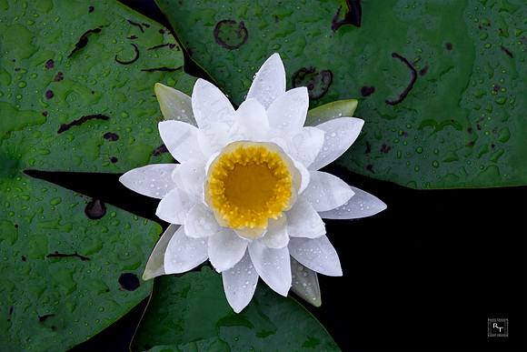 Water Lily