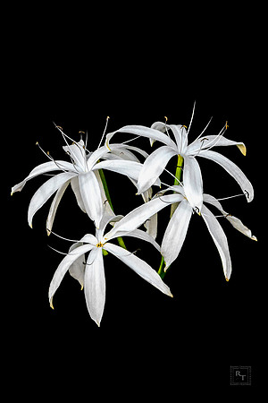 Crinum/Spider Lily Everglades