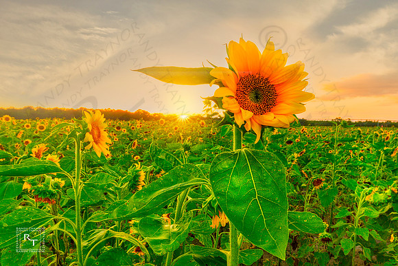 Sunflower Field - Florida