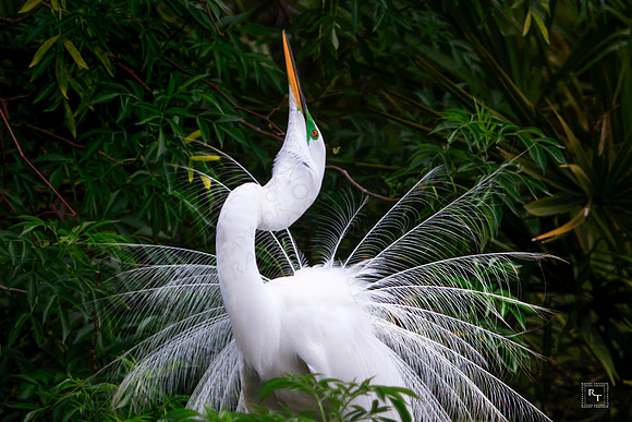 Great White Egret