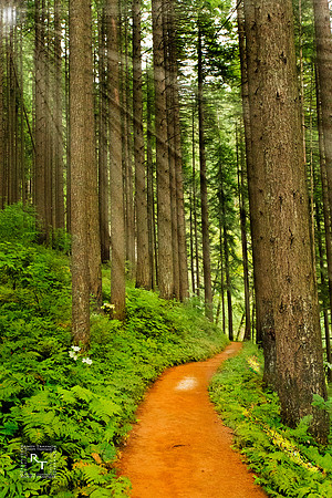 Forrest Sun Rays