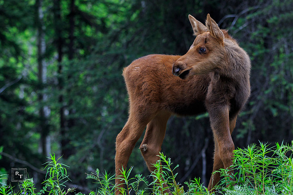 Moose Calf - Denali National Park, Alaska