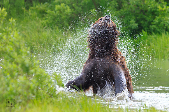 Grizzly Bear - Alaska