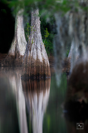 Cypress Trees - Florida