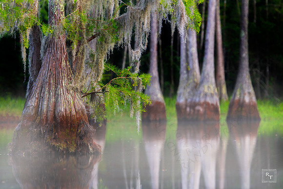 Cypress Trees - Florida