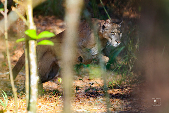 Florida Panther