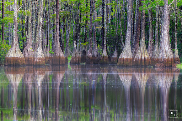 Cypress Trees - Florida