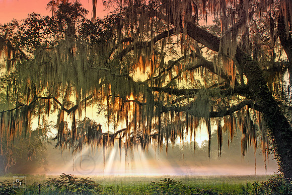 Southern Morning - Tallahassee