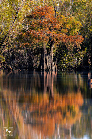 Dead Lakes - Florida