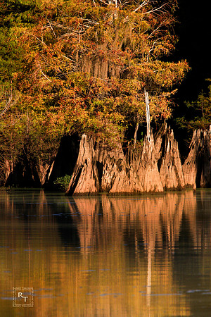 Dead Lakes - Florida