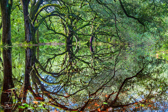 Apalachicola National Forest - Flood Plain