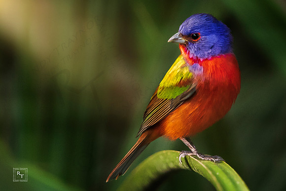Male Painted Bunting
