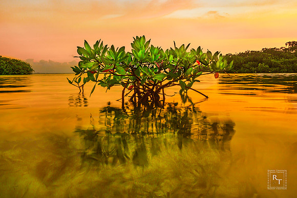 Ten Thousand Islands