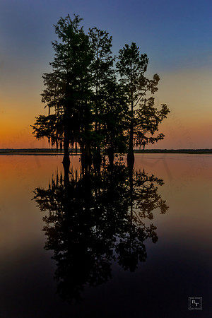 Cypress Trees - Leon County, Florida