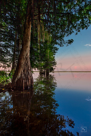 Cypress Trees - Leon County Florida