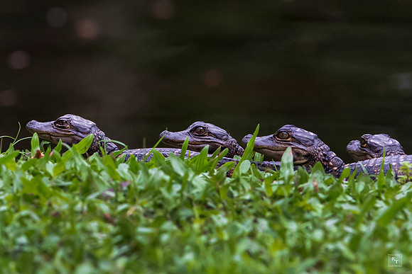 Baby Alligators - Everglades