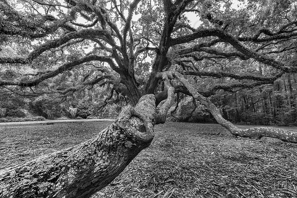 Live Oak Tree - Leon County, Florida